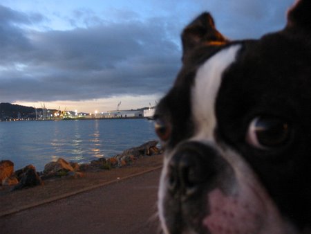 Bird and the ferry