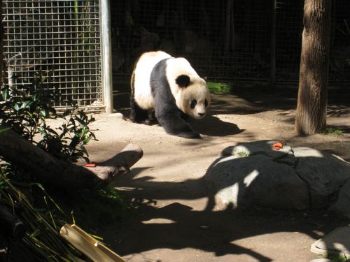Panda at San Diego Zoo